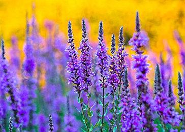 横向滚屏策略游戏《王国：80年代》公布 年内发售